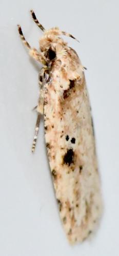Agonopterix arenella